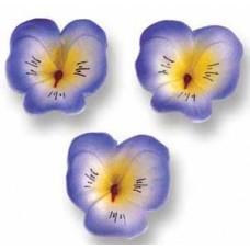 Viola