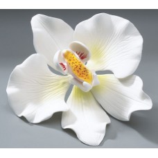 White Orchids