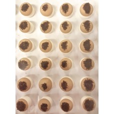 Brown Mushrooms